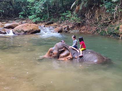 2 Hour elephant trek