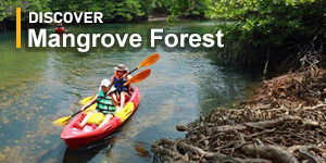 Discover Mangrove Forest