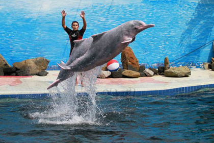  Oasis Dolphin Park